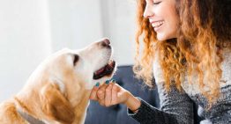 What to Look for When Choosing CBD Oil for Your Dog
